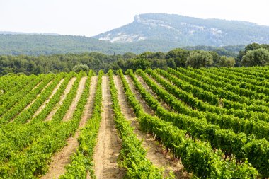 provence bağ
