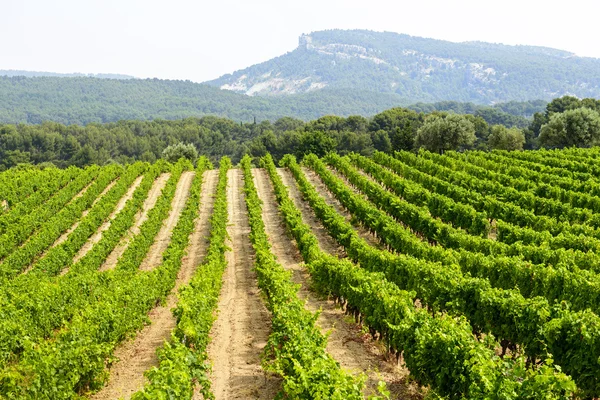 Wijngaard in de provence — Stockfoto