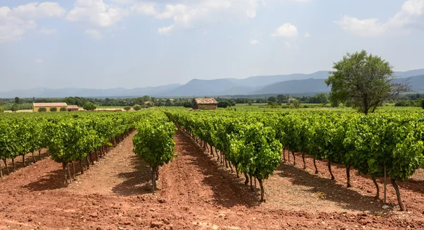 Weinberge in var (provence)) — Stockfoto