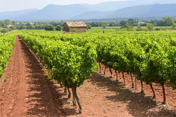 Vineyards in Var (Provence) — Stock Photo, Image