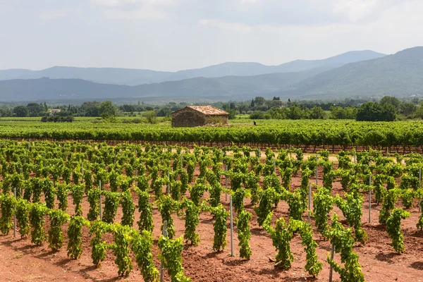 Wijngaarden in var (provence) — Stockfoto