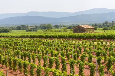 üzüm bağları var (provence)
