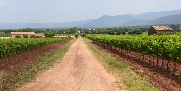 Vineyards in Var (Provence) — Stock Photo, Image