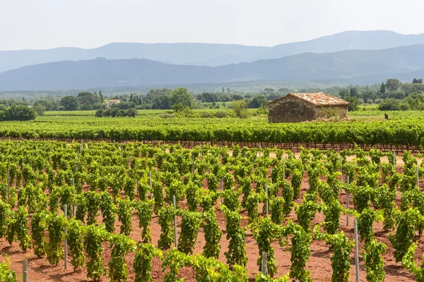 Vinice v var (provence) — Stock fotografie