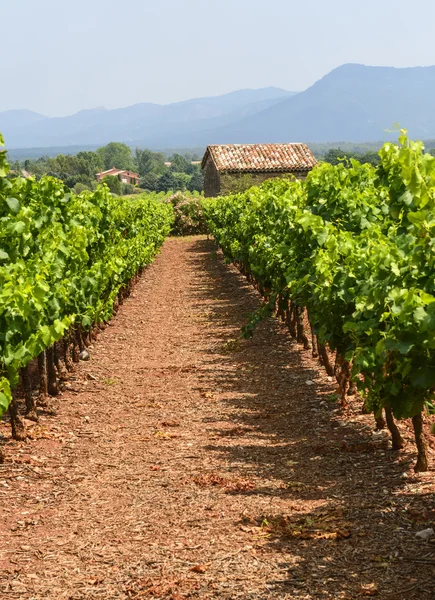 Wijngaarden in var (provence) — Stockfoto