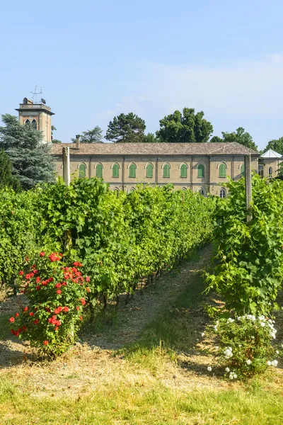 Voghera, vigneto Vith scuola — Foto Stock