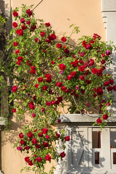 Milan, balcony with red roses — Stock Photo, Image