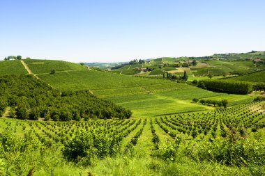 langhe (İtalya yaz peyzaj)