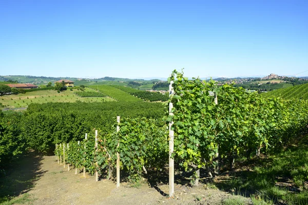 Paisaje de verano en Langhe (Italia) ) —  Fotos de Stock