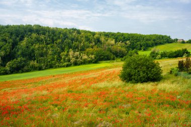 Rivalta Trebbia yakınlarındaki kırsal alan, Piacenza ili, Emilia-Romagna, İtalya, ilkbahar zamanı