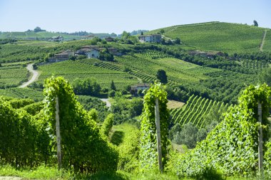 langhe (İtalya yaz peyzaj)
