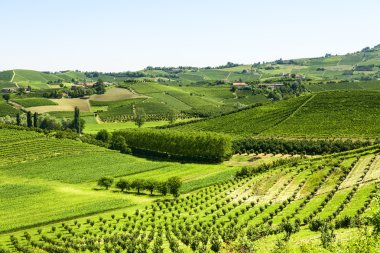 langhe (İtalya yaz peyzaj)