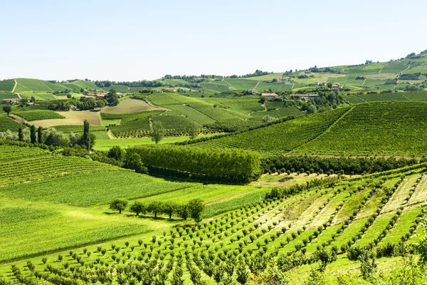 Letní krajina v langhe (Itálie) — Stock fotografie