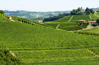 langhe (İtalya yaz peyzaj)