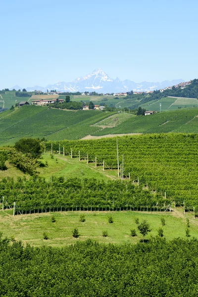 Nyári táj a Langhe régió (Olaszország) — Stock Fotó