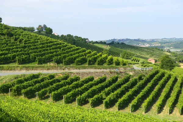 Paisaje de verano en Monferrato (Italia) ) —  Fotos de Stock