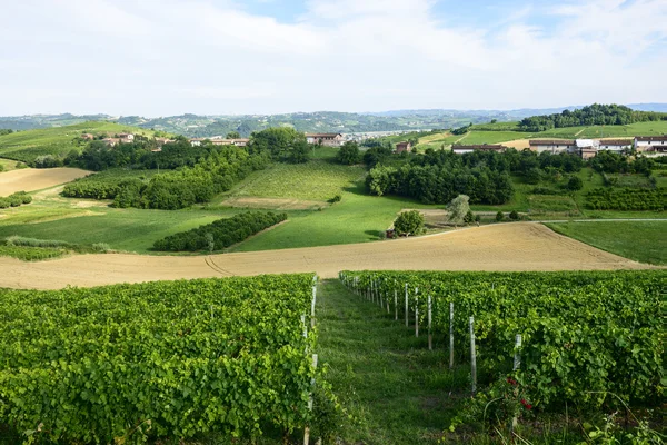 Letní krajina v monferrato (Itálie) — Stock fotografie