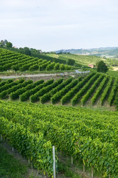 Zomer landschap in monferrato (Italië) — Stockfoto
