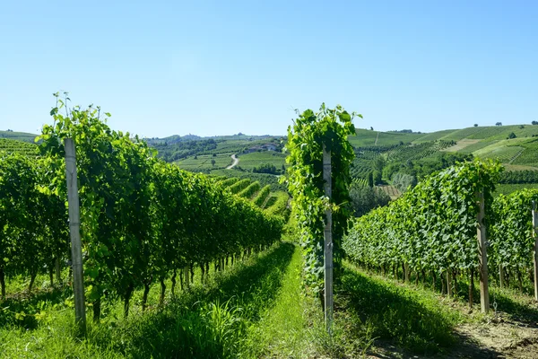 Krajobraz lato w langhe (Włochy) — Zdjęcie stockowe