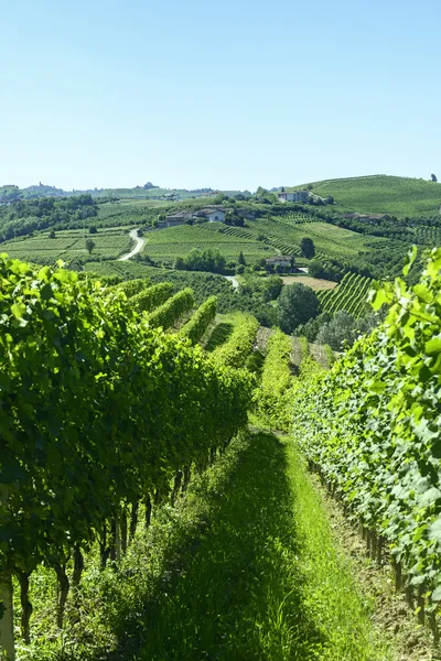 Summer landscape in Langhe (Italy) — Stock Photo, Image