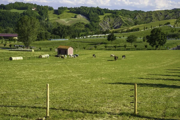 Paisaje Rural Primavera Rivalta Lesignano Bagni Parma Emilia Romagna Italia — Foto de Stock