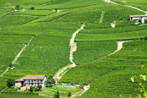 Paisagem de verão em Langhe (Itália ) — Fotografia de Stock