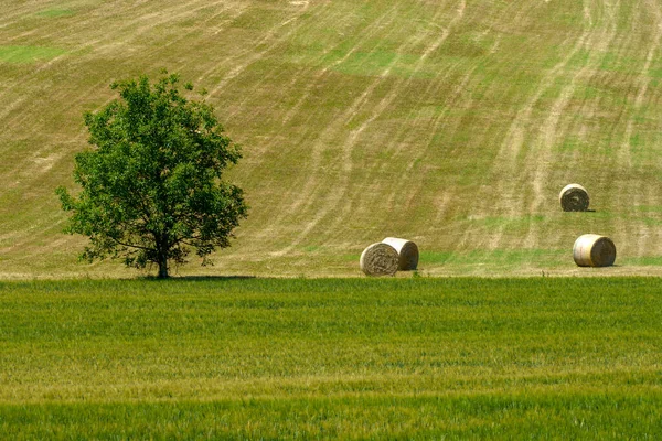 Country Landscape Guiglia Modena Province Emilia Romagna Italy Springtime — Stock Photo, Image