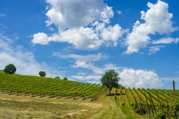 Country Landscape Hills Ravenna Province Emilia Romagna Italy Riolo Terme — Stock Photo, Image