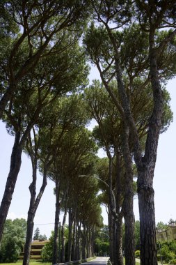 İlkbaharda Imola ve Riolo Terme yakınlarındaki Emilia-Romagna, İtalya 'nın Bologna eyaletindeki tepelerdeki kır manzarası