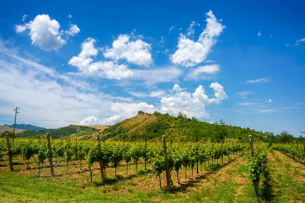 Αγροτικό Τοπίο Στους Λόφους Της Επαρχίας Ραβέννας Emilia Romagna Ιταλία — Φωτογραφία Αρχείου