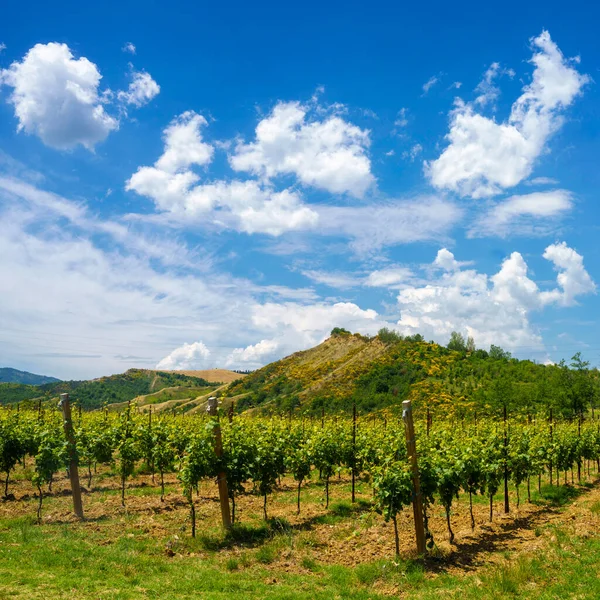 Country landscape on the hills in the Ravenna province, Emilia-Romagna, Italy, near Riolo Terme and Brisighella, at springtime