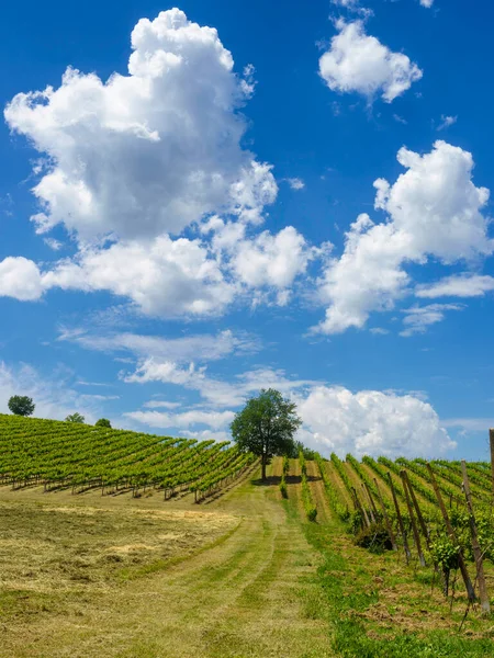 Country landscape on the hills in the Ravenna province, Emilia-Romagna, Italy, near Riolo Terme and Brisighella, at springtime