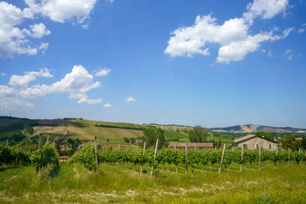 Country landscape on the hills in the Ravenna province, Emilia-Romagna, Italy, near Riolo Terme and Brisighella, at springtime