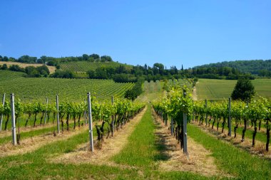 İlkbaharda Meldola 'dan Bertinoro' ya, Fratta Terme, Forli Cesena, Emilia-Romagna, İtalya 'ya giden yol boyunca uzanan kır manzarası