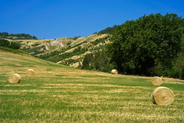 Landschaft Der Nähe Von Castrocaro Und Predappio Provinz Forli Emilia — Stockfoto