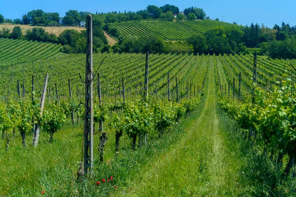 Landskabet Langs Vejen Fra Meldola Til Bertinoro Nær Fratta Terme - Stock-foto