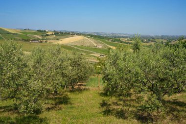 Rimini ve Verucchio yakınlarındaki ilkbahar manzarası, Emilia-Romagna, İtalya