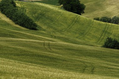 İlkbaharda Fano 'dan Mondavio' ya, Pesaro 'ya, Urbino' ya, Marche, İtalya