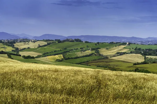 Landskap Våren Längs Vägen Från Fano Till Mondavio Pesaro Urbino — Stockfoto