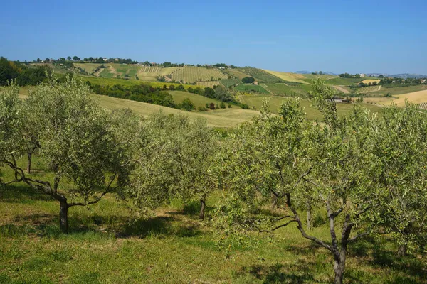 イタリアのエミリア ロマーニャ州リミニとヴェルッチョの近くの春の風景 — ストック写真