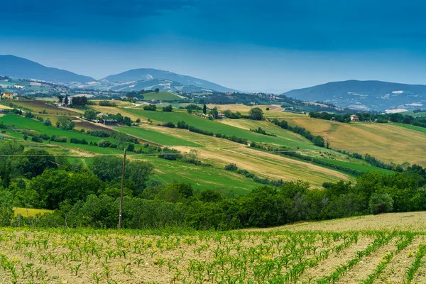 Krajobraz Wiejski Wiosną Wzdłuż Drogi Fano Mondavio Prowincja Pesaro Urbino — Zdjęcie stockowe