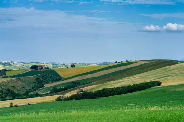 Paesaggio Campestre Lungo Strada Ostra Vetere Cingoli Provincia Ancona Marche — Foto Stock