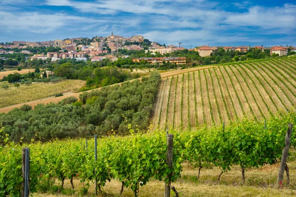 Widok Camerano Prowincję Ancona Marche Włochy Winnice Wiosną — Zdjęcie stockowe