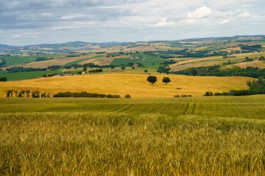 İlkbaharda Cingoli 'den Appignano' ya, Ancona 'ya, Marche, İtalya' ya giden yol boyunca kır manzarası