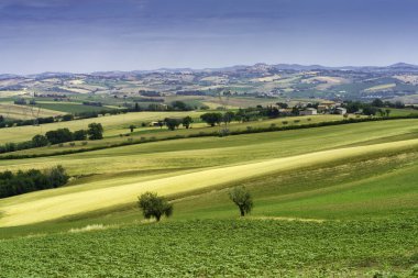 İlkbaharda Cingoli 'den Appignano' ya, Ancona 'ya, Marche, İtalya' ya giden yol boyunca kır manzarası