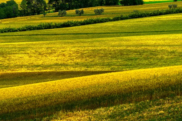 Paysage Rural Long Route Cingoli Appignano Province Ancône Marches Italie — Photo