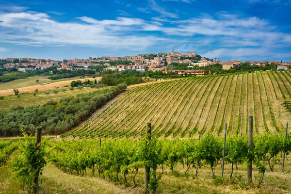 View Camerano Ancona Province Marche Italy Vineyards Springtime — Stock Photo, Image