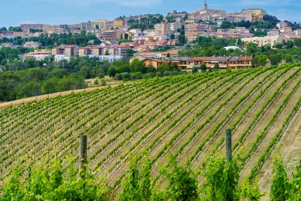 Widok Camerano Prowincję Ancona Marche Włochy Winnice Wiosną — Zdjęcie stockowe
