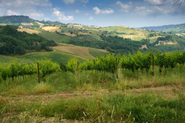 İlkbaharda Monterubbiano ve Ripatransone yakınlarındaki kırsal alan, Fermo ve Ascoli Piceno vilayetleri arasında, Marche, İtalya,