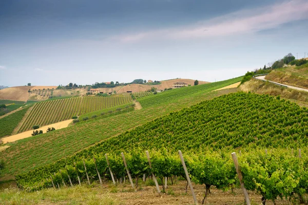 Paisagem Rural Perto Ripatransone Província Ascoli Piceno Marche Itália Primavera — Fotografia de Stock